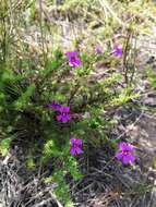 Image of Jamesbrittenia tenuifolia (Bernh.) O. M. Hilliard