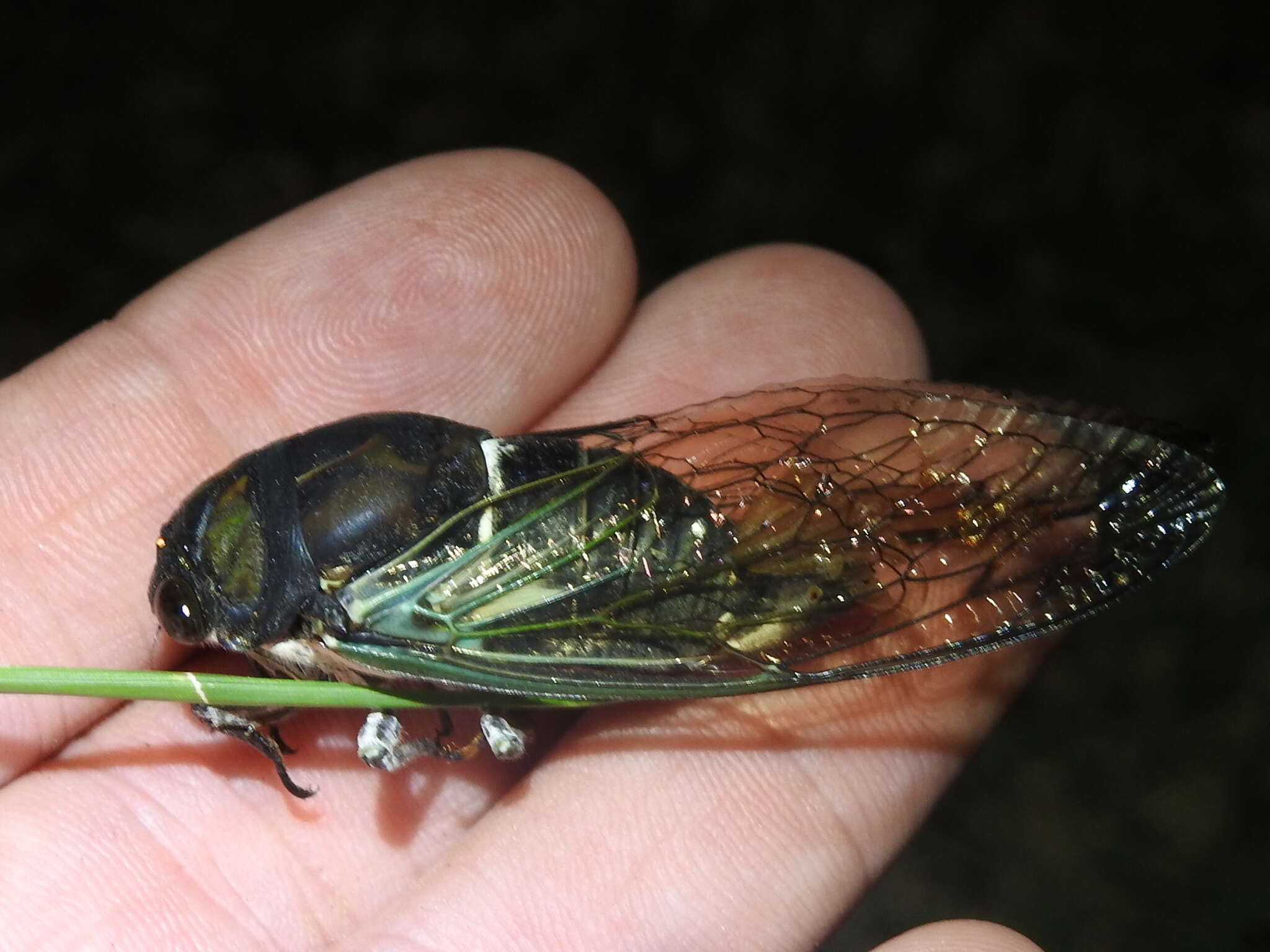 Image of Neotibicen lyricen (De Geer 1773)