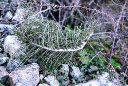 Image of Spiny Asparagus