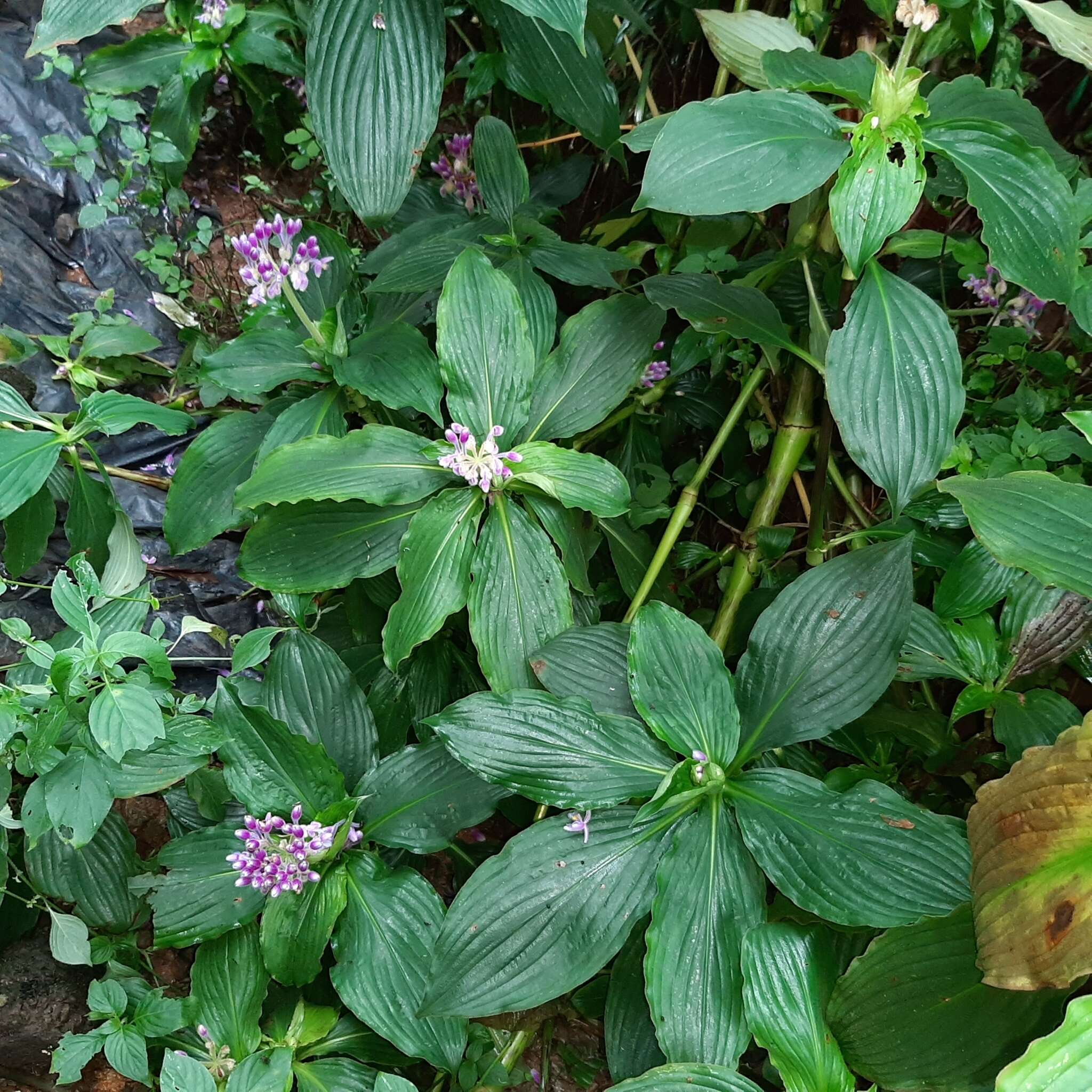 Image of Tinantia standleyi Steyerm.