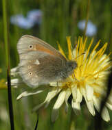 Plancia ëd Coenonympha tullia chatiparae Sheljuzhko 1937