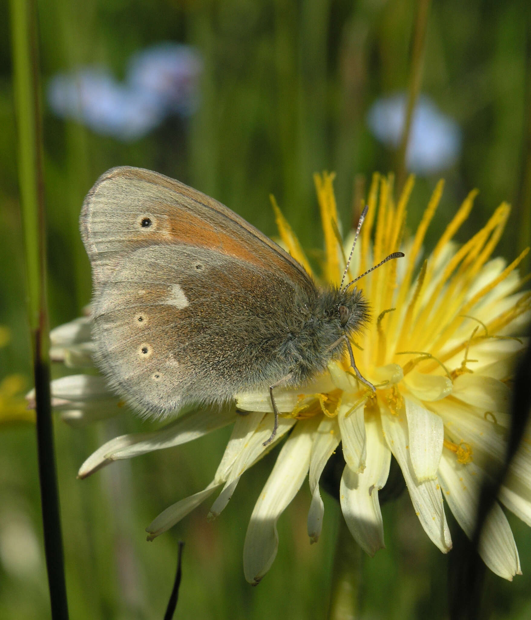 Image of Coenonympha tullia chatiparae Sheljuzhko 1937