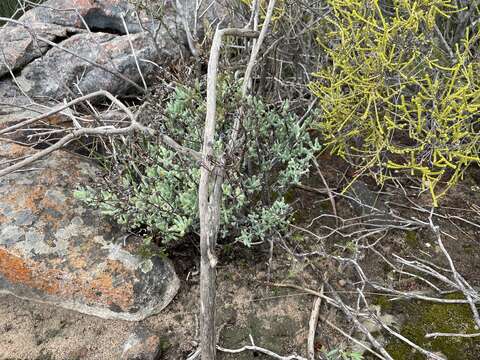 Image of Lampranthus dregeanus (Sond.) N. E. Br.