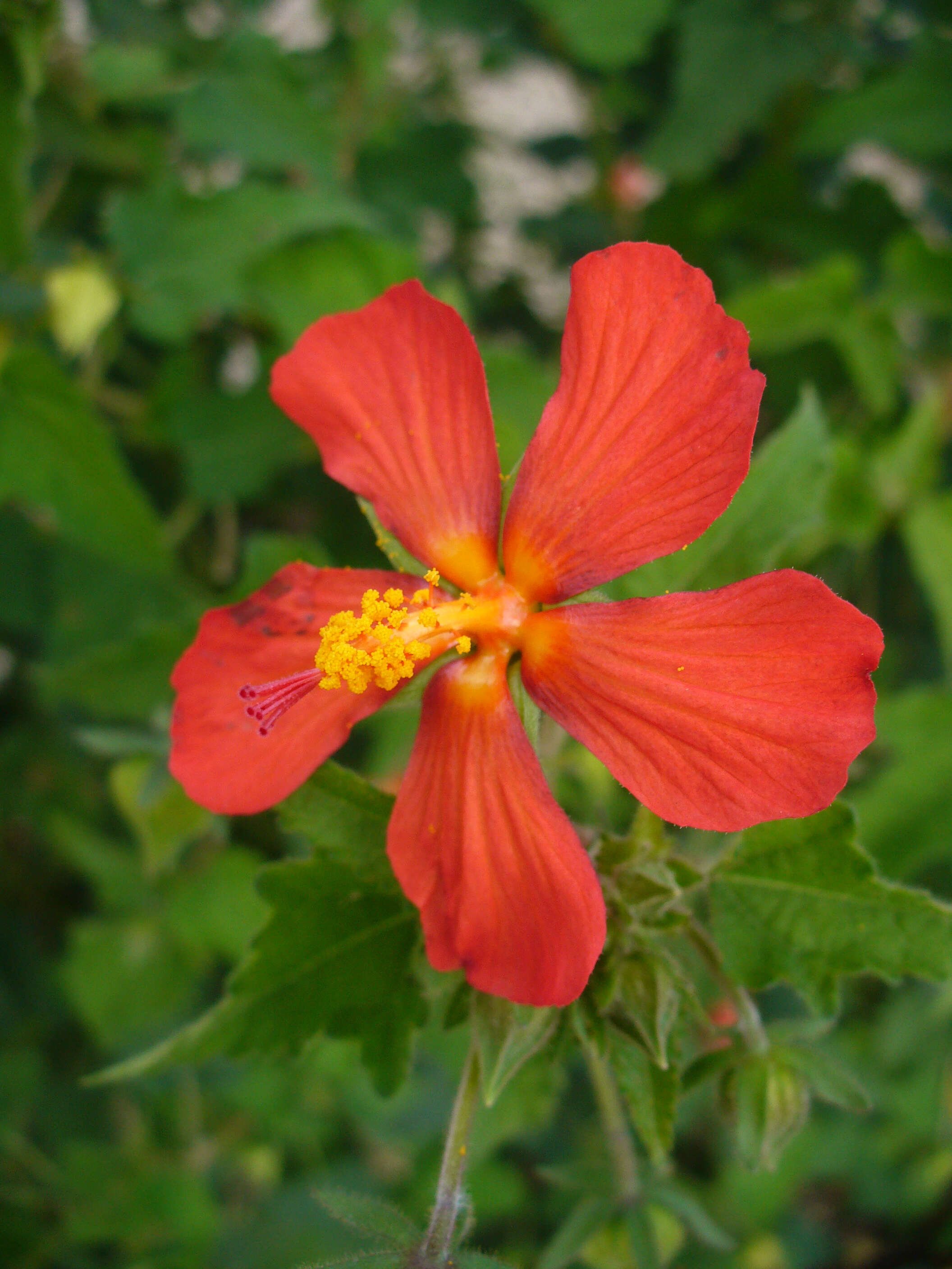 Image of swampmallow