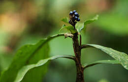 Image of marble berry