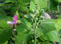 Image of swampmallow