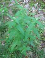 Image of common boneset