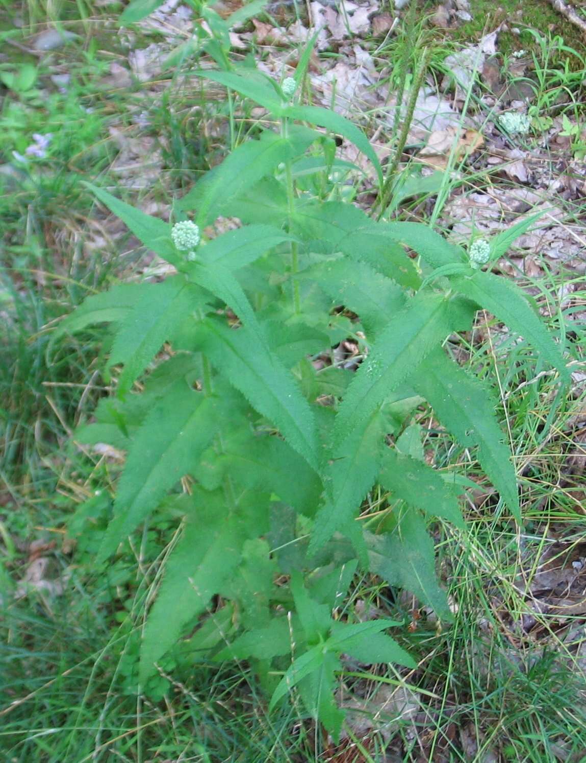 Image of common boneset