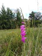 Слика од Gladiolus imbricatus L.