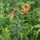 Lilium leichtlinii var. maximowiczii (Regel) Baker resmi