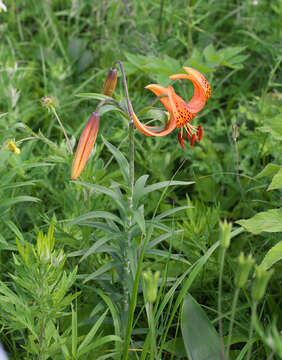 Image of Lilium leichtlinii var. maximowiczii (Regel) Baker