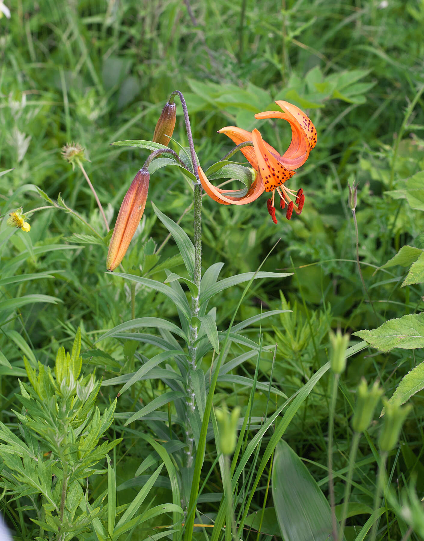 Image of Lilium leichtlinii var. maximowiczii (Regel) Baker