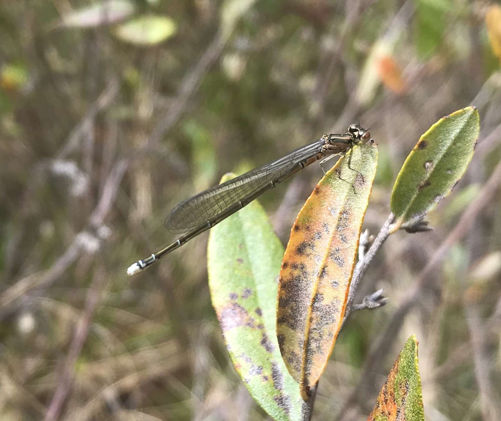 Plancia ëd Coenagrion johanssoni (Wallengren 1894)