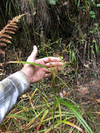 Scirpus microcarpus J. Presl & C. Presl resmi