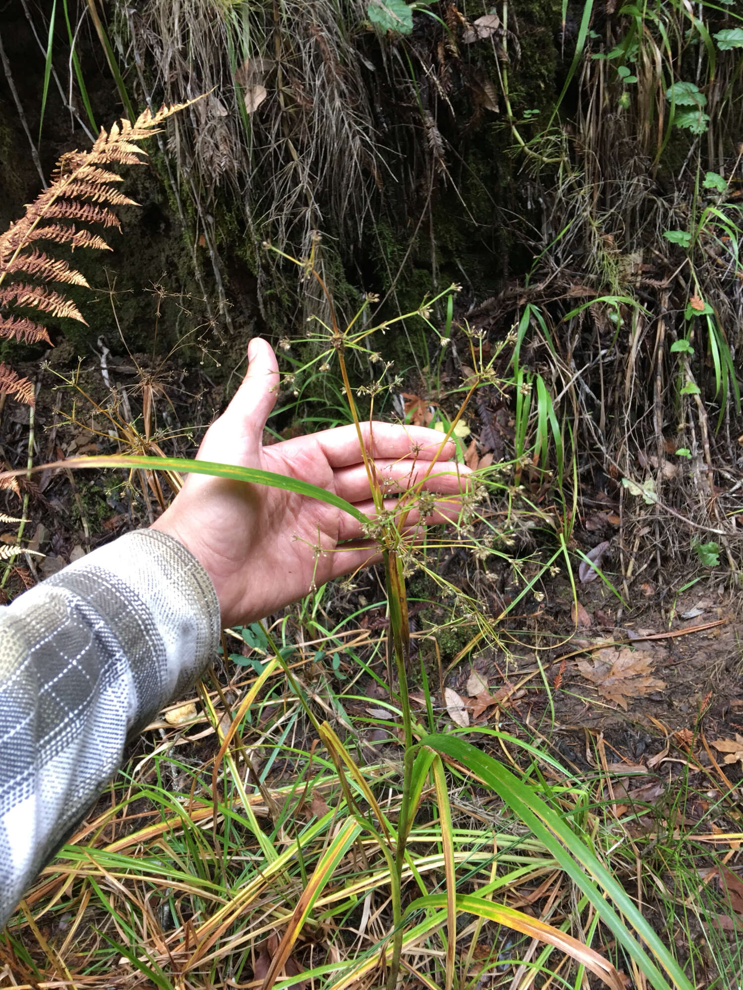 Image of panicled bulrush