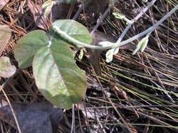 Image of Soft Milk-Pea