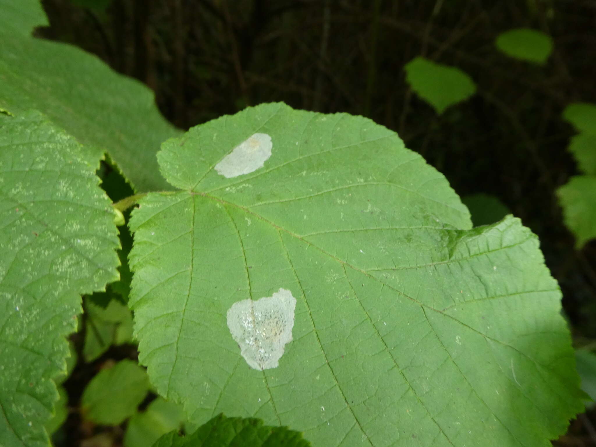 Image de Phyllonorycter coryli (Nicelli 1851)