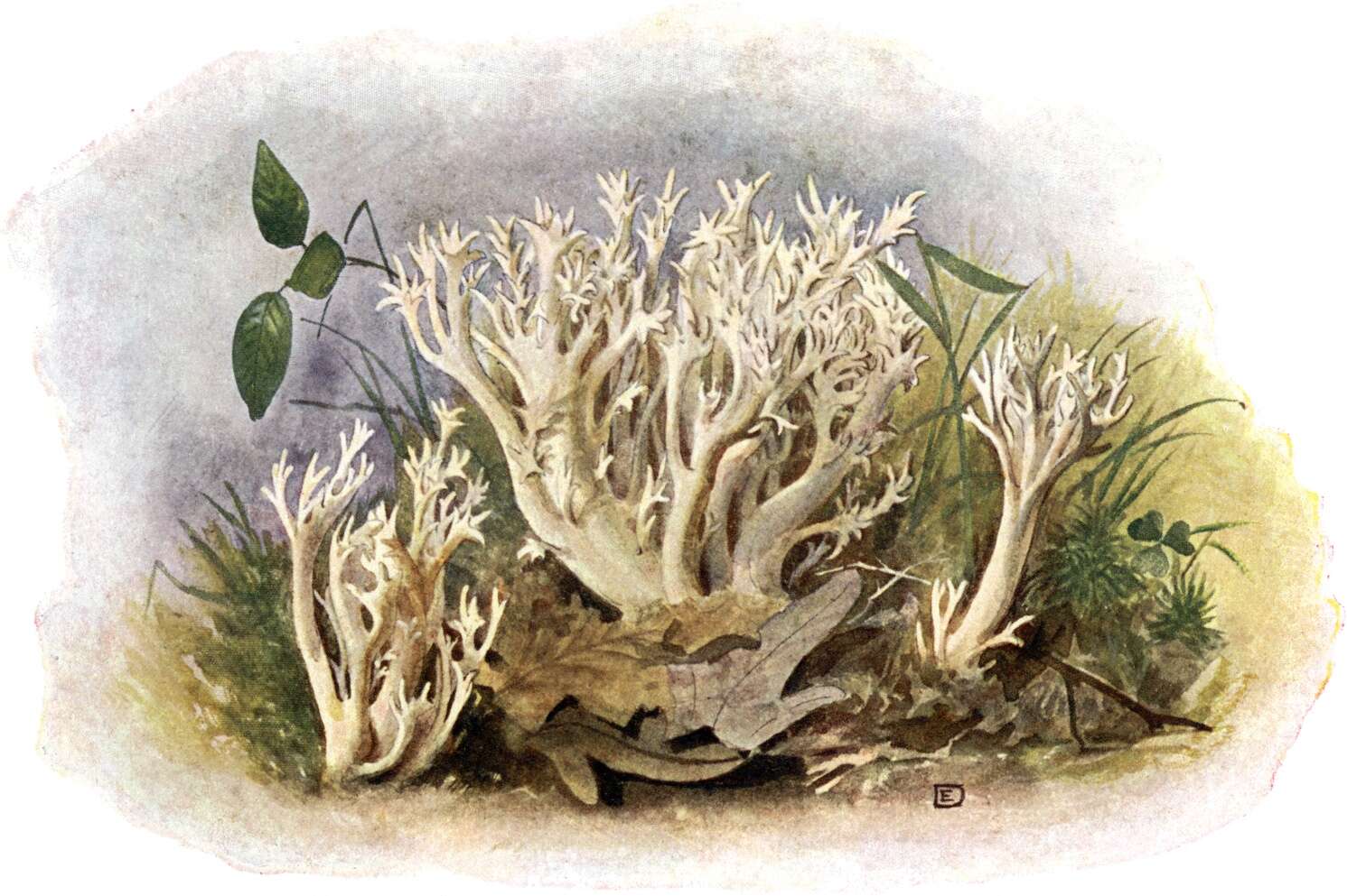 Image of Clavulina coralloides (L.) J. Schröt. 1888