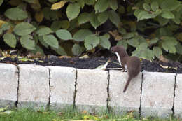 Image of least weasel