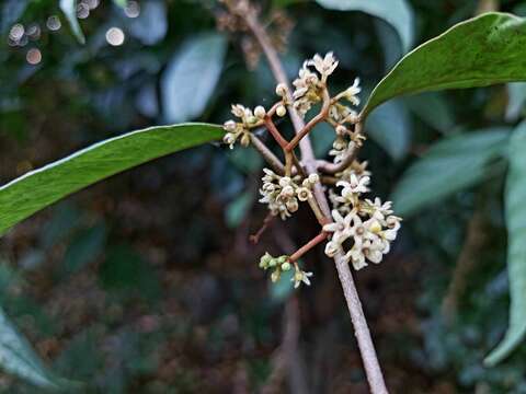 Image de Genianthus laurifolius (Roxb.) Hook. fil.