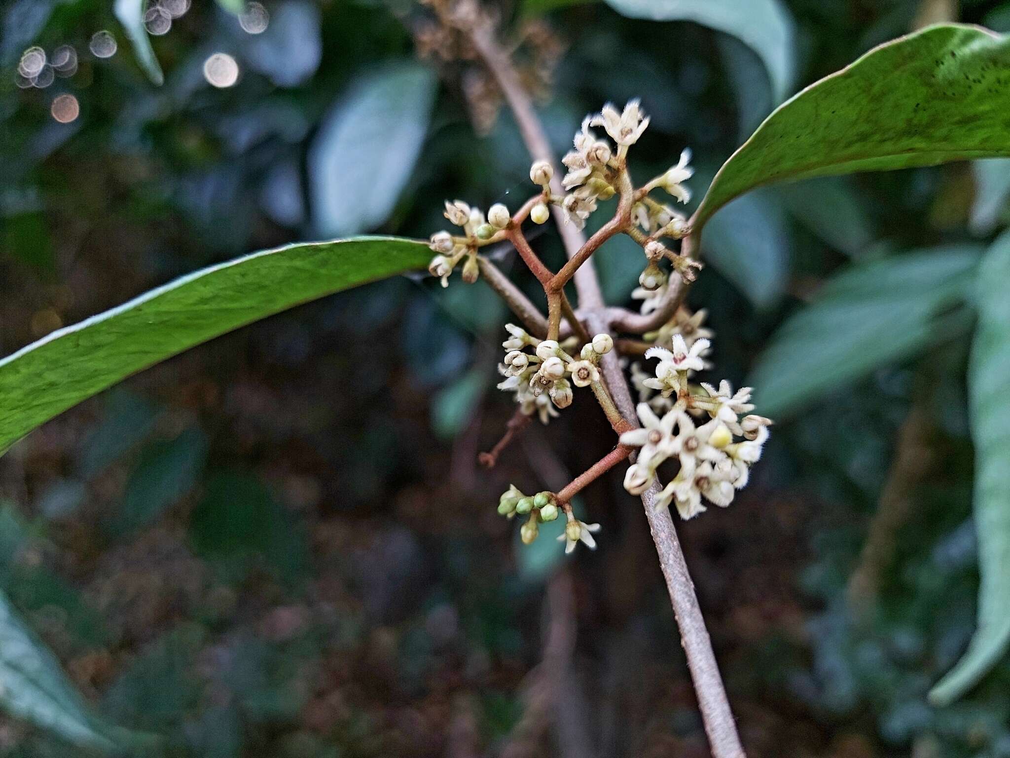 Image of Genianthus laurifolius (Roxb.) Hook. fil.