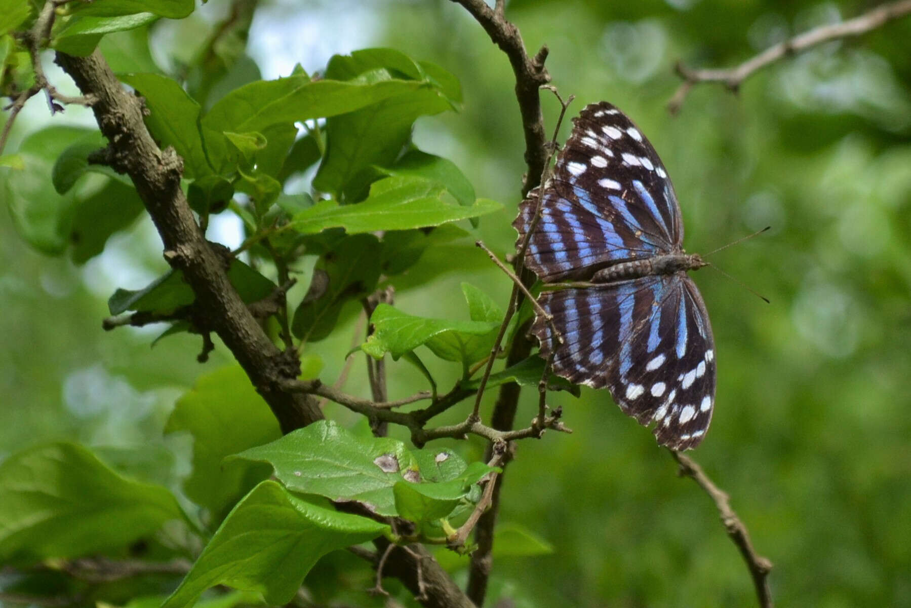 Image of Mexican Bluewing