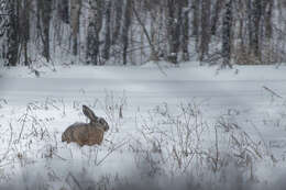 Image of brown hare, european hare