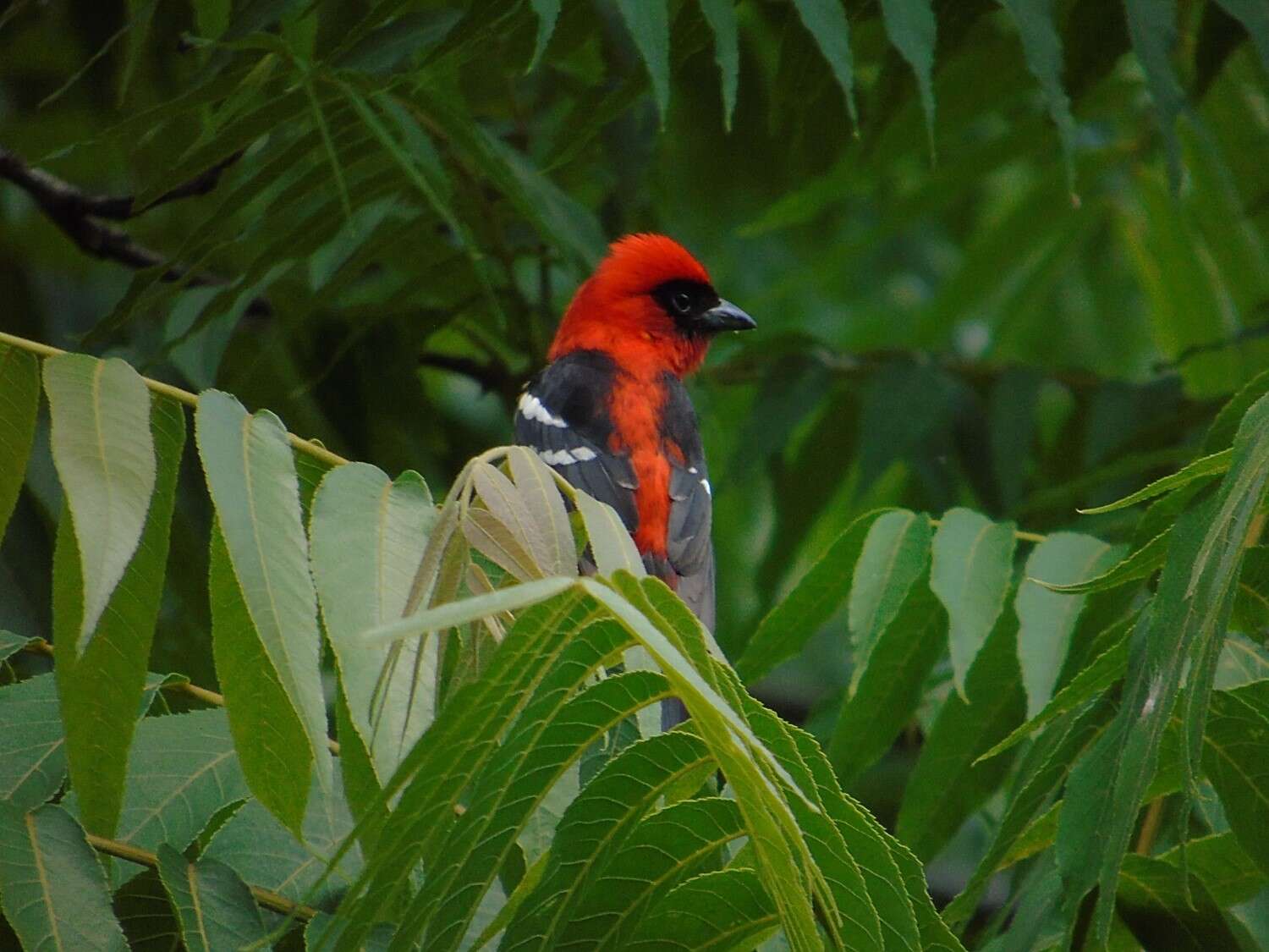 Plancia ëd Piranga leucoptera Trudeau 1840