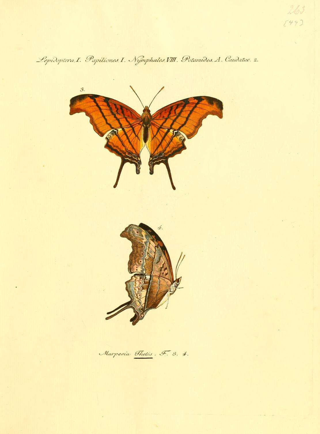 Image of Ruddy Daggerwing