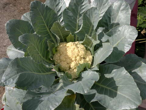 Image of broccoli