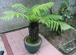 Image of Australian Tree Fern