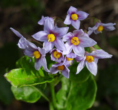 صورة Solanum africanum Dun.