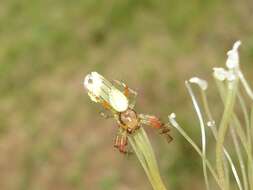 Image of Cucumber green spider