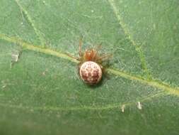 Image of Cucumber green spider