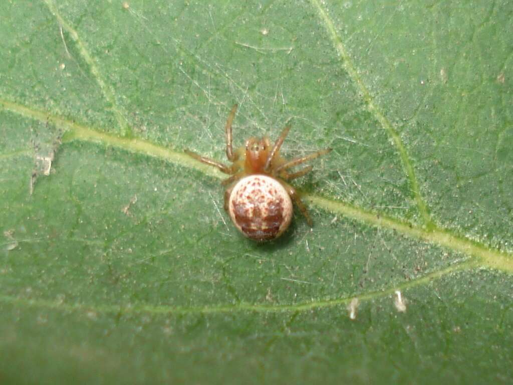 Image of Cucumber green spider