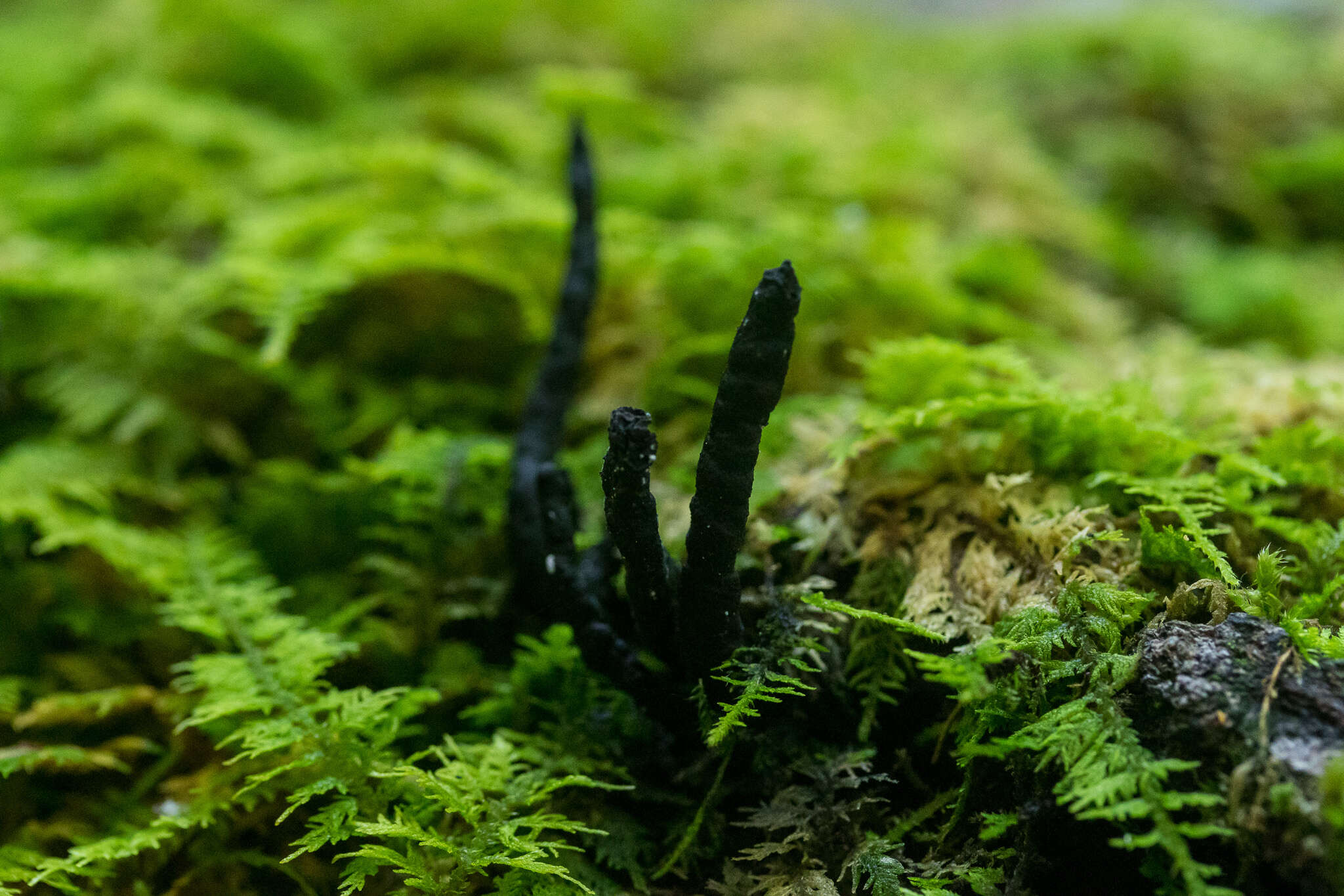 صورة Xylaria cornu-damae (Schwein.) Berk. 1873