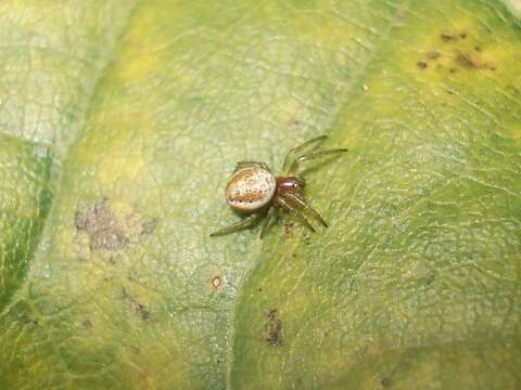 Image of Cucumber green spider