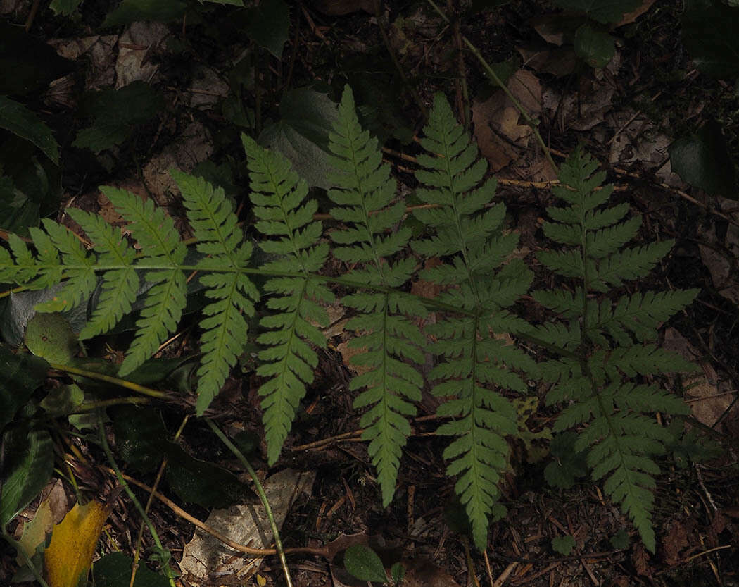 Image of spreading woodfern