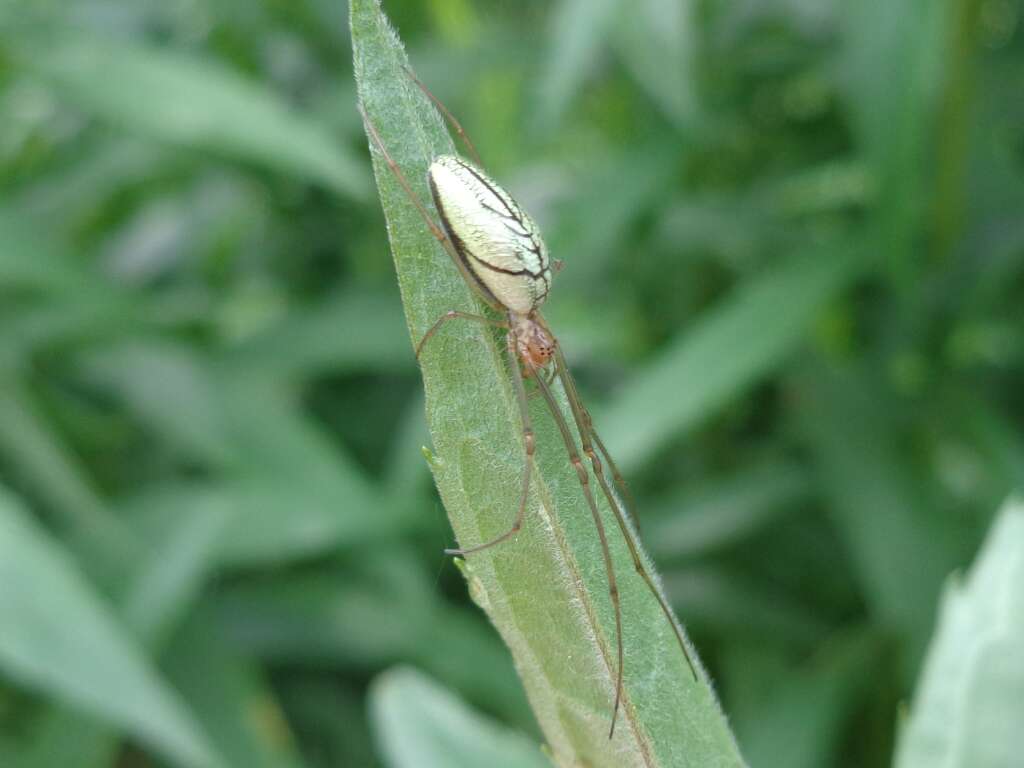 Image de Tetragnatha extensa (Linnaeus 1758)