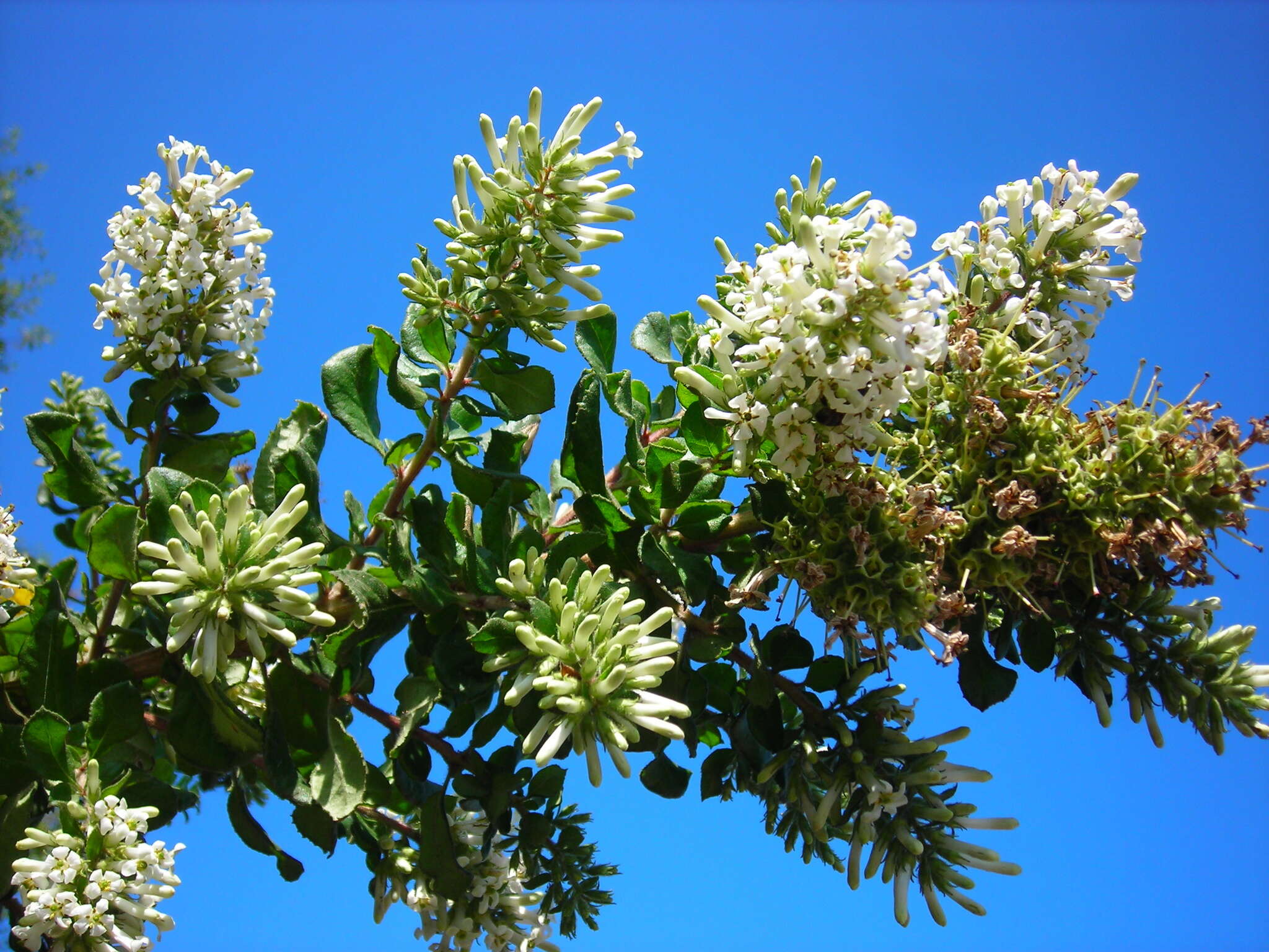 Image of Escallonia revoluta (Ruiz & Pav.) Pers.