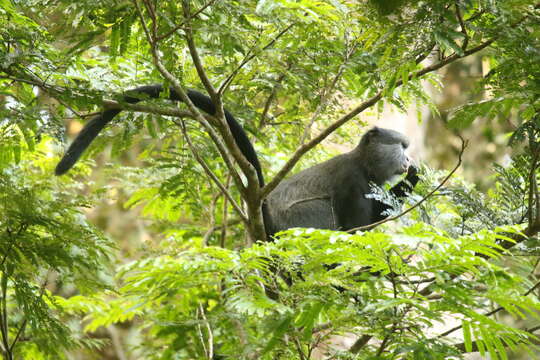 Image of Cercopithecus nictitans nictitans (Linnaeus 1766)