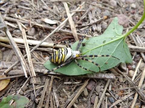 Image of Barbary Spider