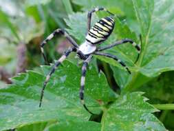 Image of Barbary Spider