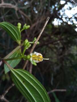 Слика од Amphorocalyx latifolius H. Perrier