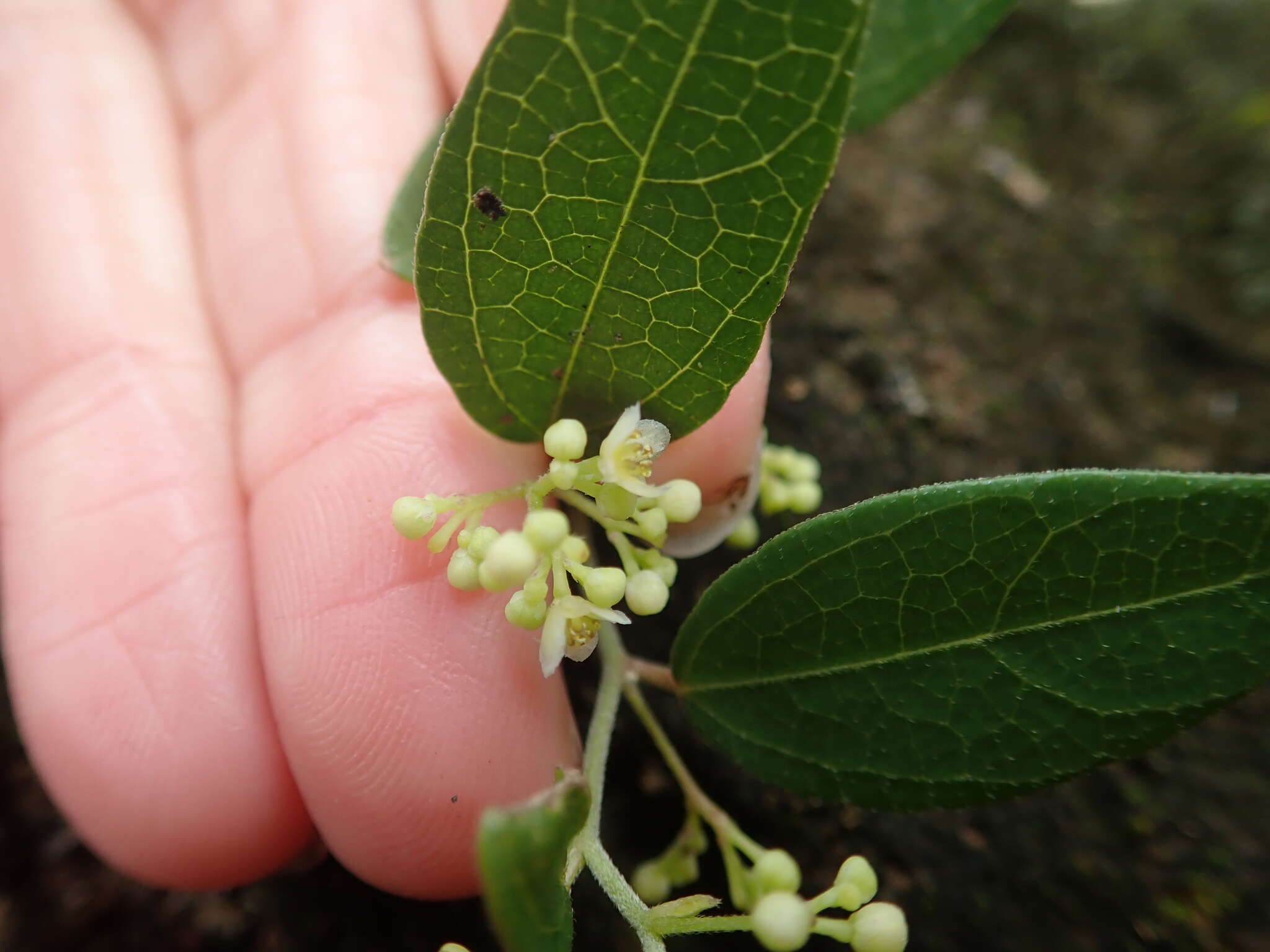 Image of queen coralbead