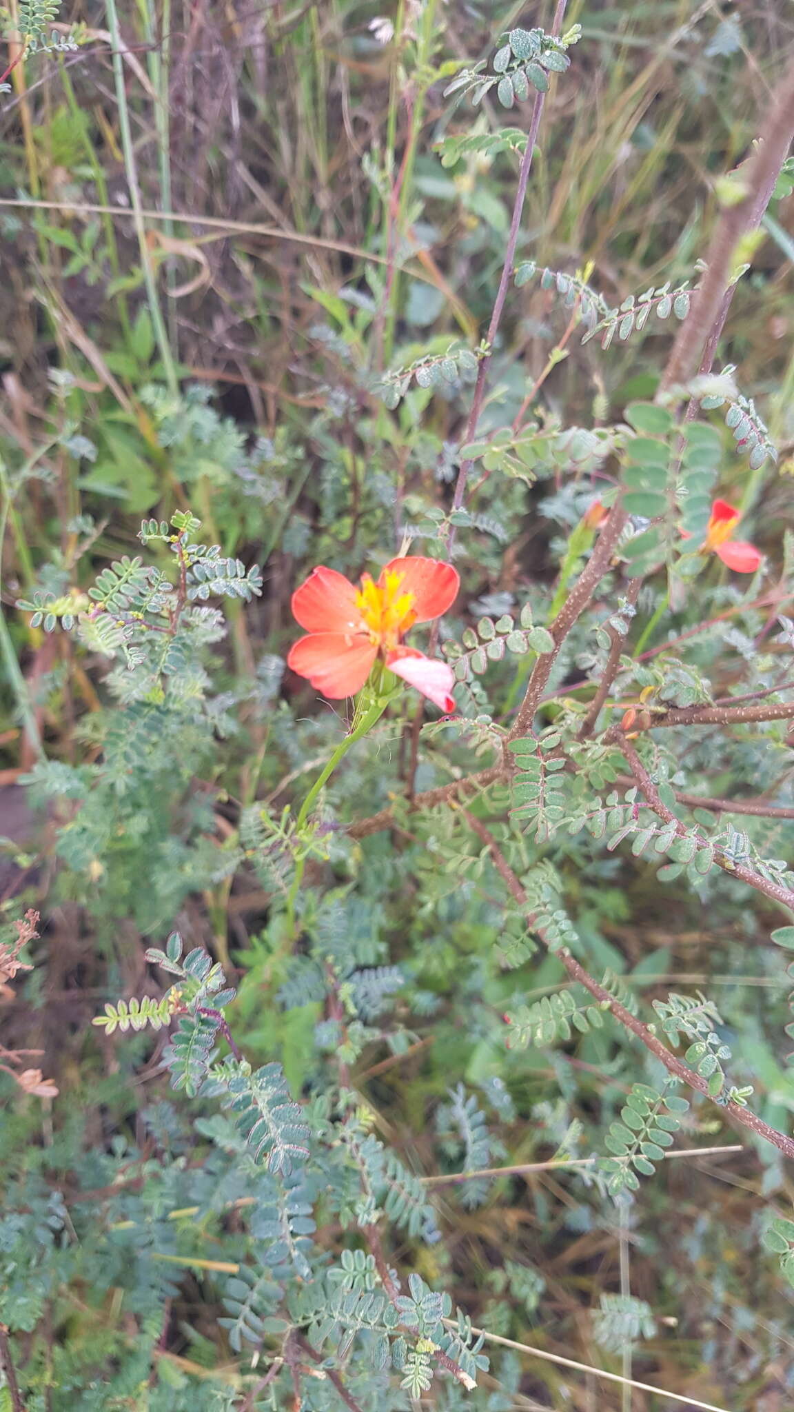 Image of Adenophyllum glandulosum (Cav.) J. L. Strother