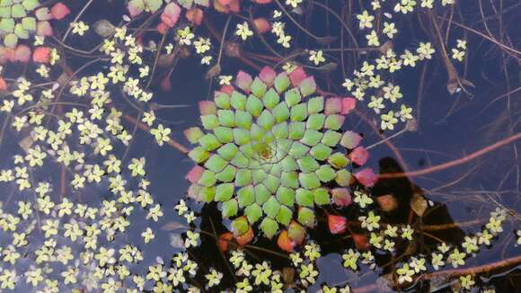 Image of Ludwigia sedoides (Humb. & Bonpl.) Hara