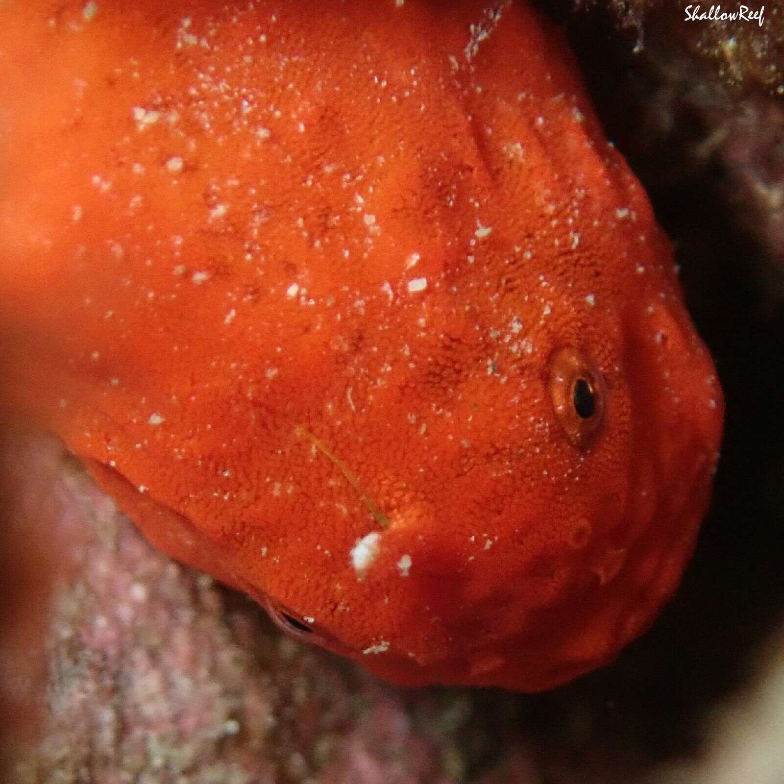 Image of Bandfin frogfish