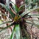 Imagem de Aechmea nidularioides L. B. Sm.