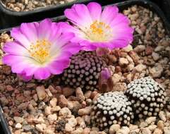 Image of Mammillaria luethyi G. S. Hinton